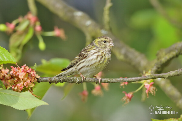 Serin (Serinus serinus)