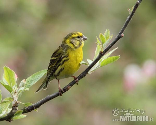 Serin (Serinus serinus)