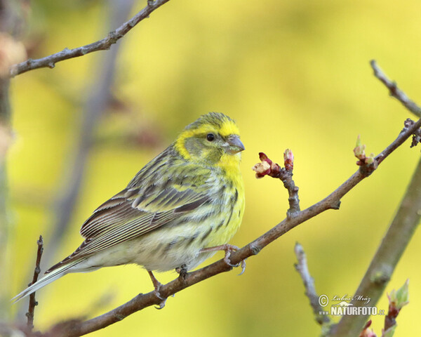 Serin (Serinus serinus)