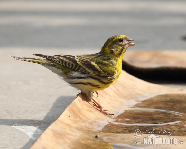 Serin (Serinus serinus)