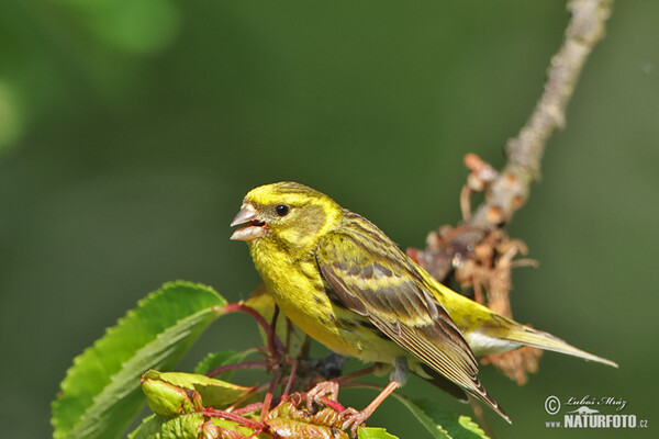 Serin cini