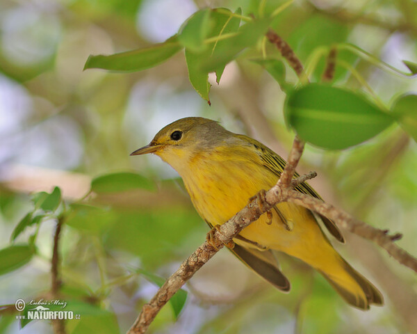 Setophaga petechia