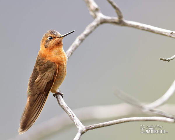 Shining Sunbeam (Aglaeactis cupripennis)