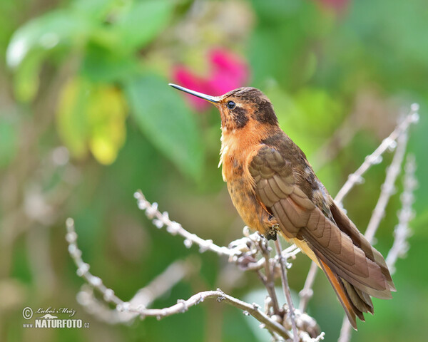 Shining Sunbeam (Aglaeactis cupripennis)