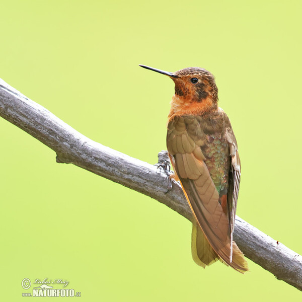 Shining Sunbeam (Aglaeactis cupripennis)