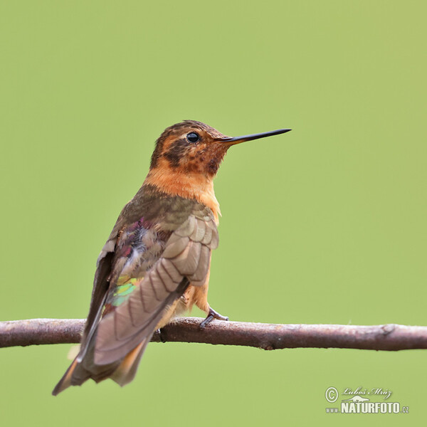 Shining Sunbeam (Aglaeactis cupripennis)