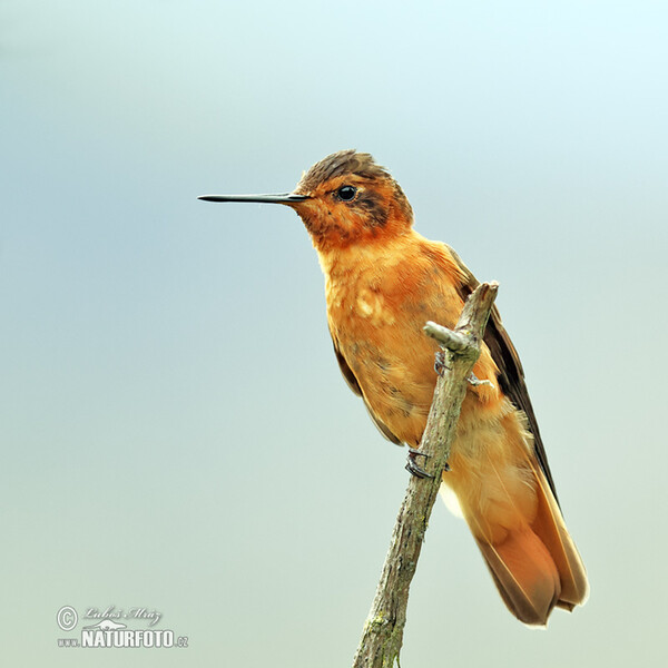 Shining Sunbeam (Aglaeactis cupripennis)