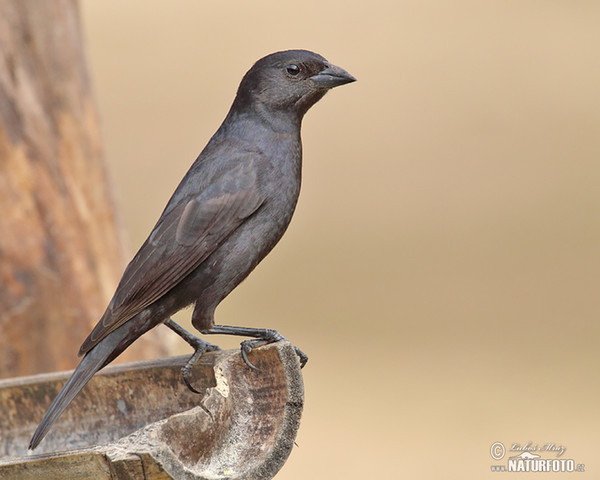 Shiny Cowbird, female (Molothrus bonariensis)
