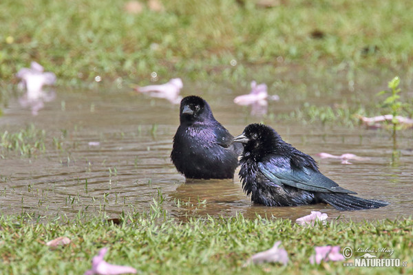 Shiny Cowbird (Molothrus bonariensis)