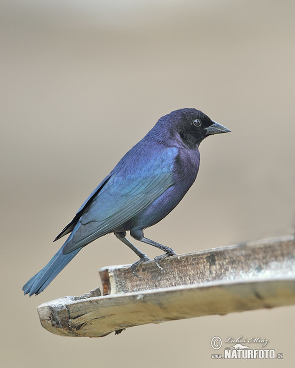 Shiny Cowbird (Molothrus bonariensis)