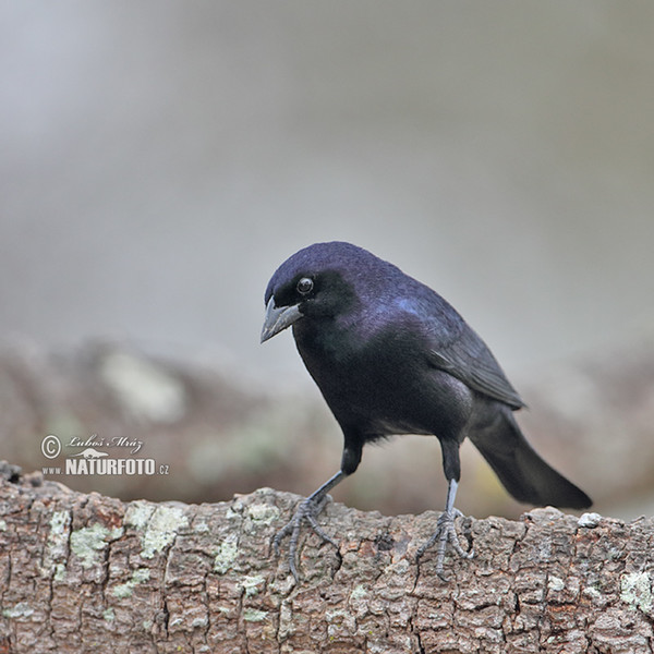 Shiny Cowbird (Molothrus bonariensis)