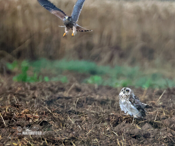 Short-eared Owl (Asio flammeus)