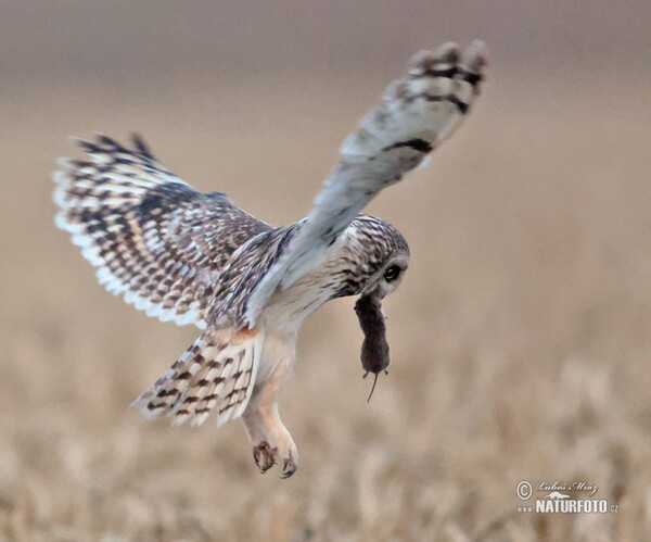 Short-eared Owl (Asio flammeus)