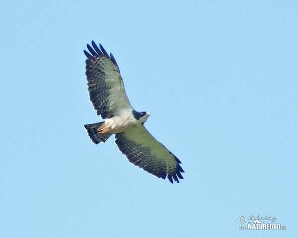 Short-tailed Hawk (Buteo brachyurus)