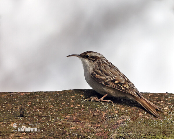 Short-toed Treecreeper (Certhia brachydactyla)