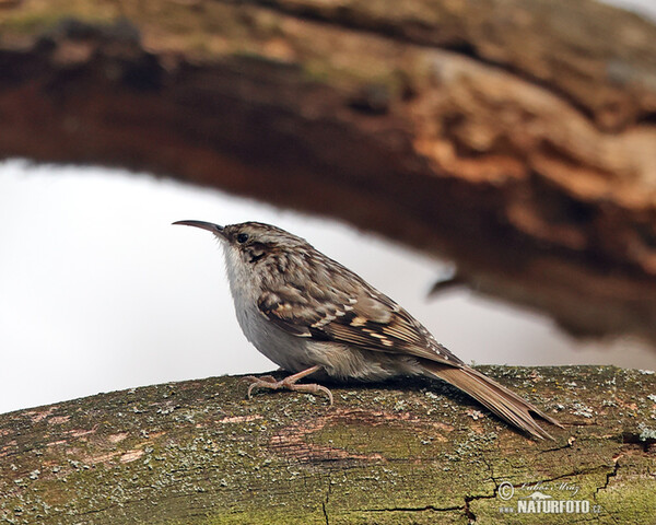 Short-toed Treecreeper (Certhia brachydactyla)