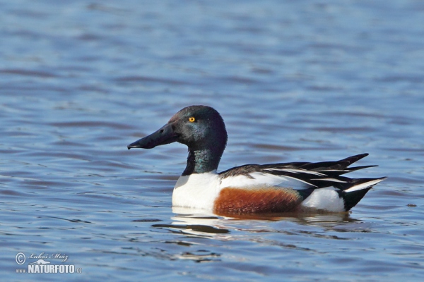 Shoveler (Anas clypeata)