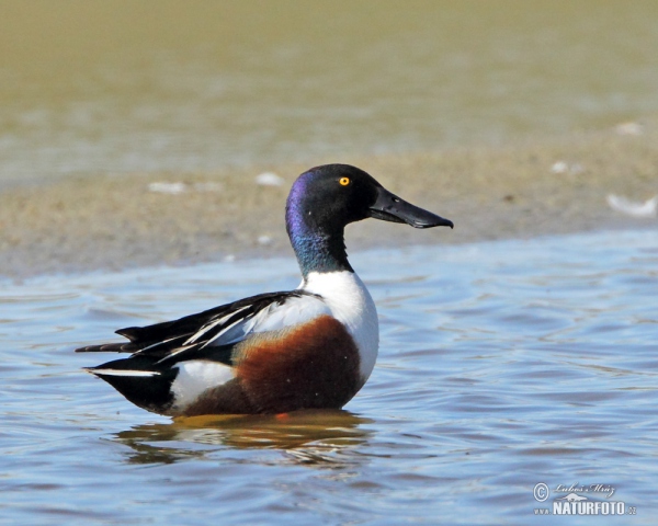 Shoveler (Anas clypeata)