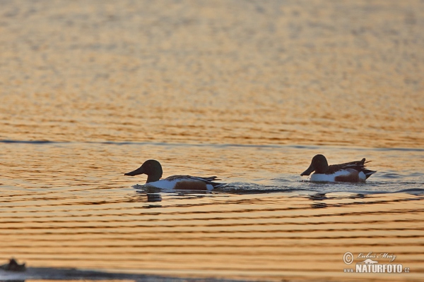 Shoveler (Anas clypeata)