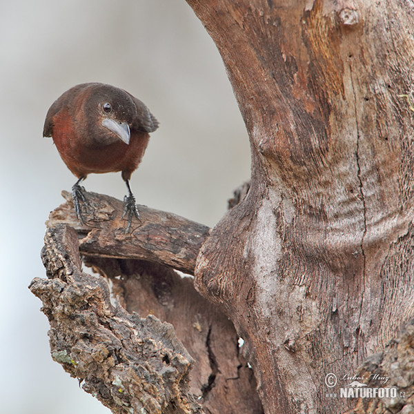 Silver-beaked Tanager, female (Ramphocelus carbo)