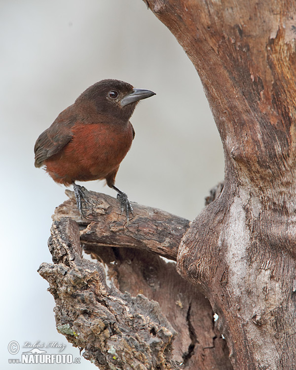 Silver-beaked Tanager, female (Ramphocelus carbo)