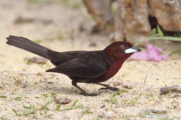 Silver-beaked Tanager (Ramphocelus carbo)