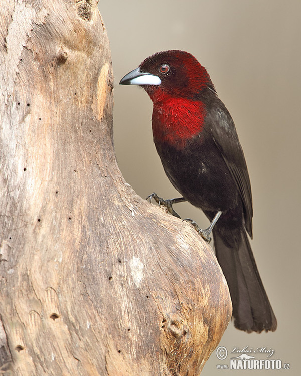 Silver-beaked Tanager (Ramphocelus carbo)