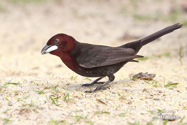 Silver-beaked Tanager (Ramphocelus carbo)