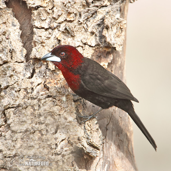 Silver-beaked Tanager (Ramphocelus carbo)