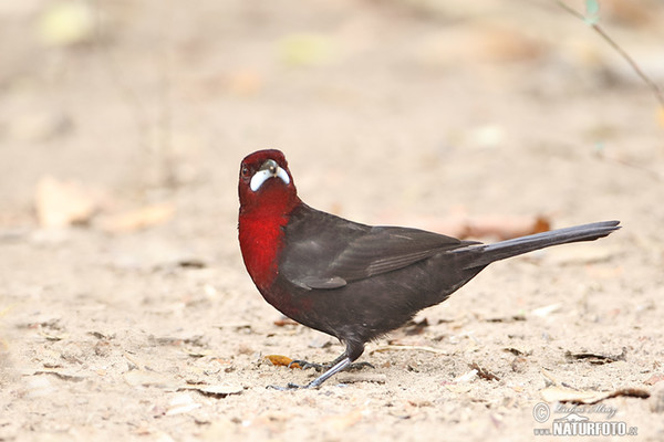 Silver-beaked Tanager (Ramphocelus carbo)