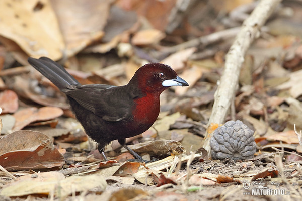 Silver-beaked Tanager (Ramphocelus carbo)