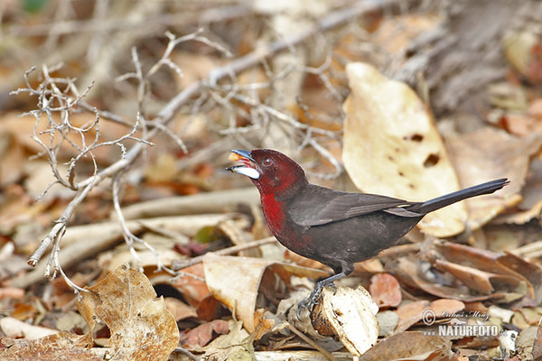 Silver-beaked Tanager (Ramphocelus carbo)