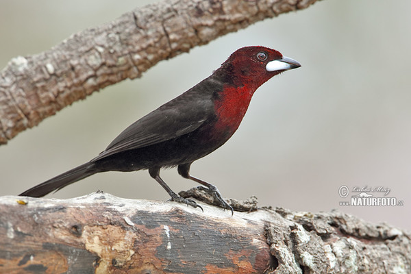 Silver-beaked Tanager (Ramphocelus carbo)