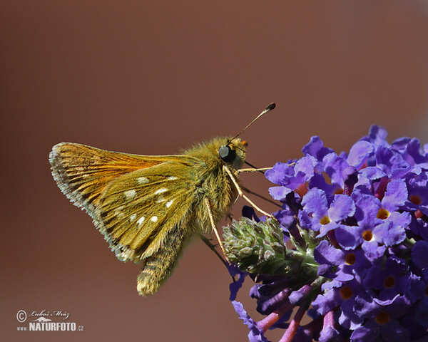 Silver-spotted Skipper (Hesperia comma)