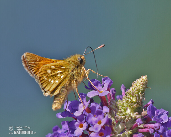 Silver-spotted Skipper (Hesperia comma)