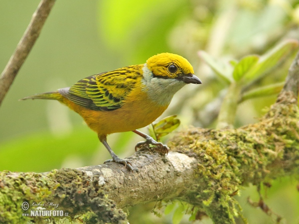 Silver-throated Tanager (Tangara icterocephala)