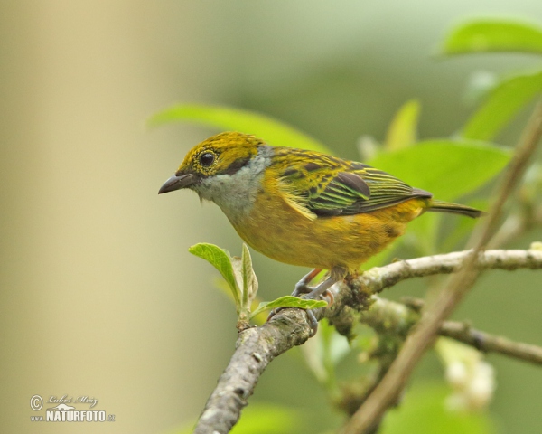 Silver-throated Tanager (Tangara icterocephala)