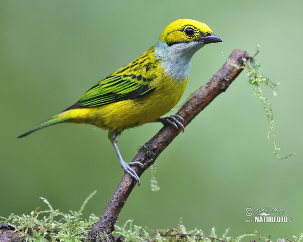 Silver-throated Tanager (Tangara icterocephala)