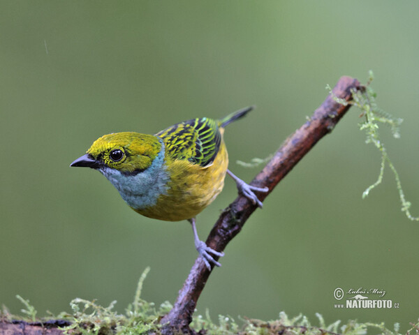 Silver-throated Tanager (Tangara icterocephala)