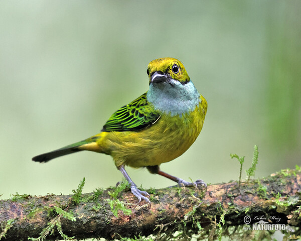 Silver-throated Tanager (Tangara icterocephala)