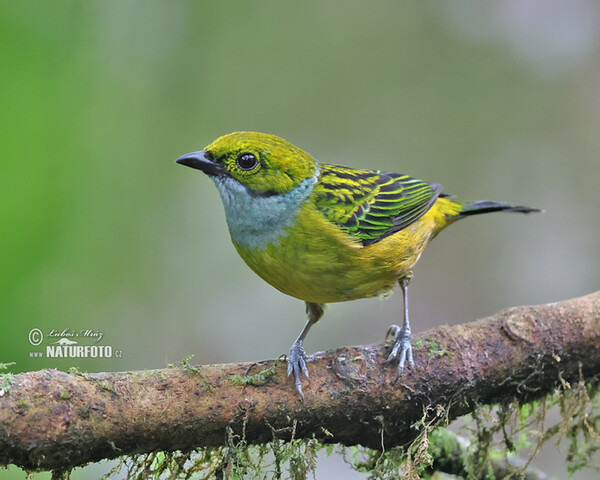 Silver-throated Tanager (Tangara icterocephala)