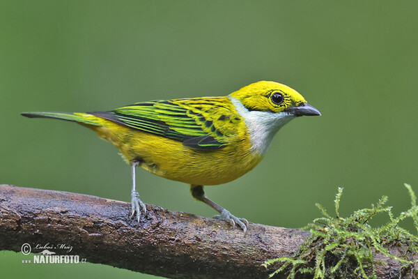 Silver-throated Tanager (Tangara icterocephala)