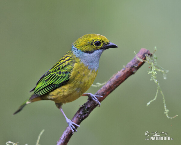 Silver-throated Tanager (Tangara icterocephala)