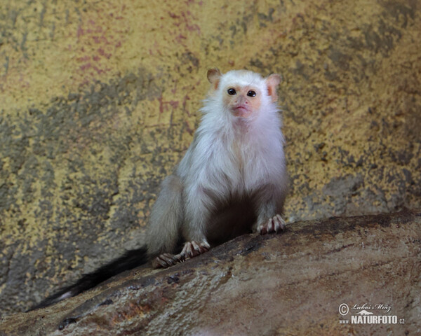 Silvery marmoset (Mico argentatus)