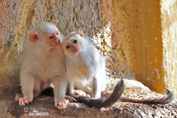 Silvery marmoset (Mico argentatus)