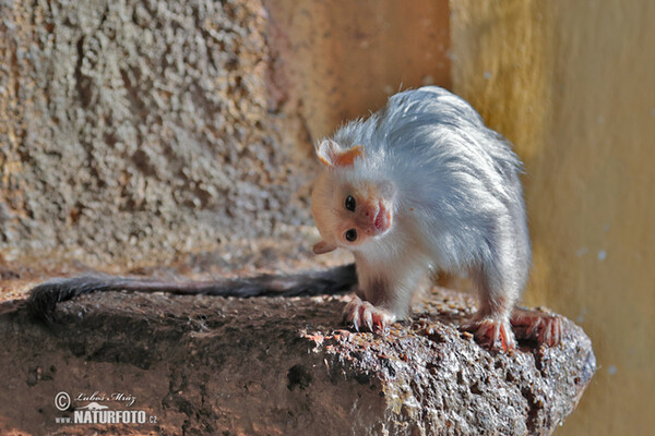 Silvery marmoset (Mico argentatus)