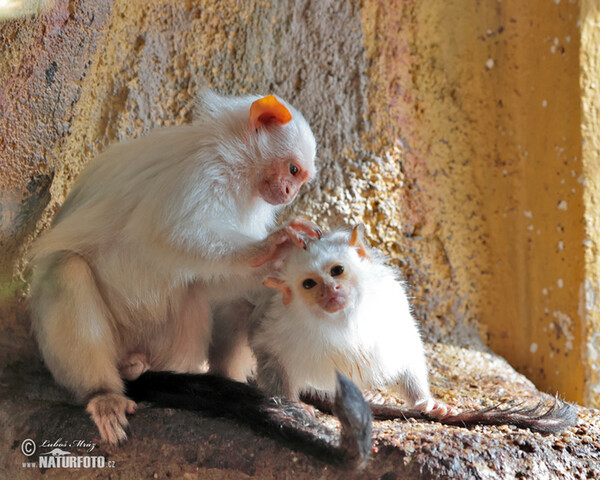 Silvery marmoset (Mico argentatus)