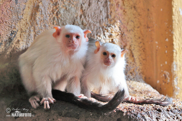 Silvery marmoset (Mico argentatus)