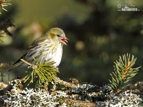 Siskin (Carduelis spinus)