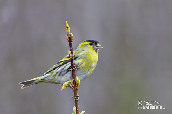 Siskin (Carduelis spinus)